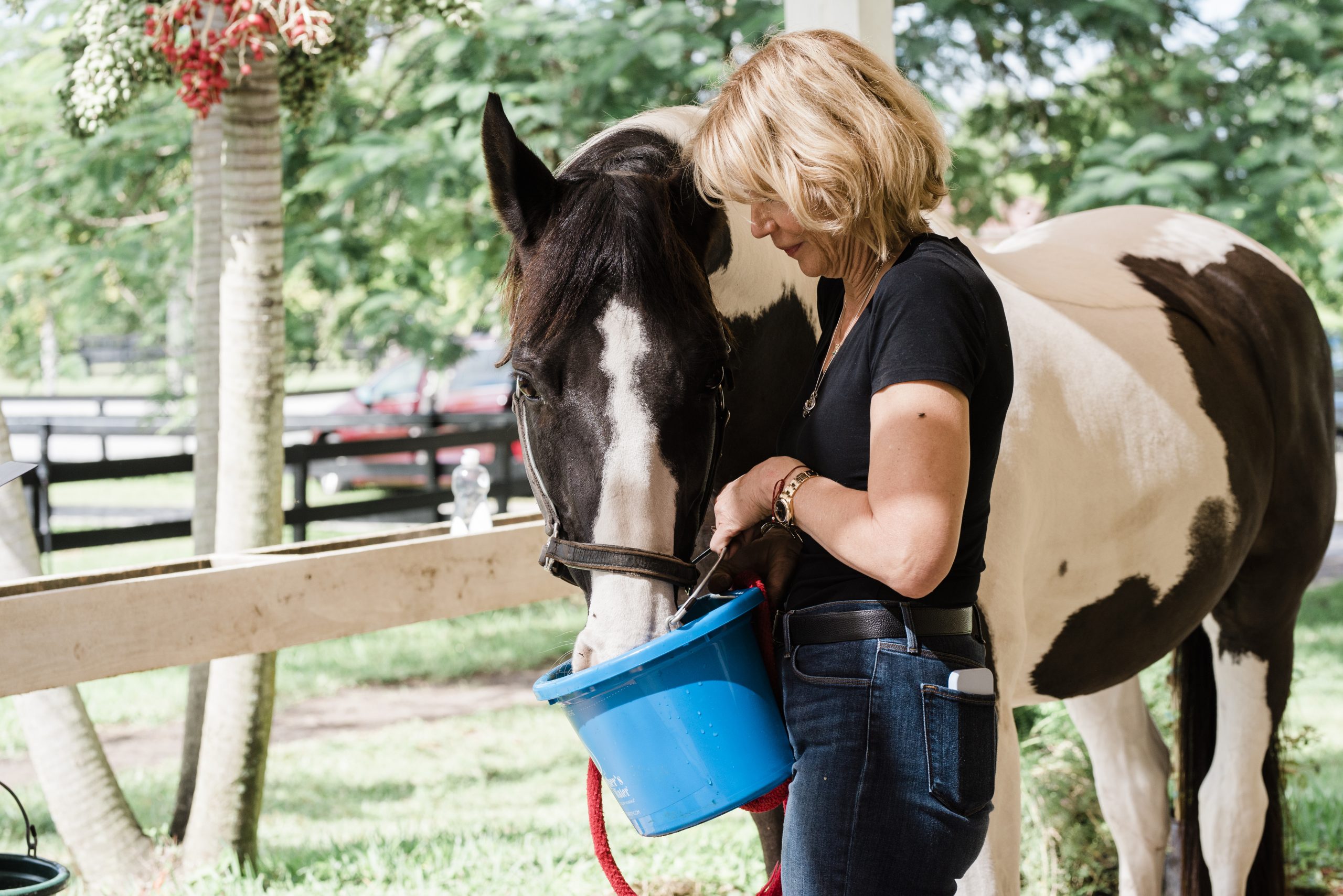 GW Film Shoot – Scout Day – EQMedia-67 Pinto horse drinking Gallagher’s Water out of a teal bucket