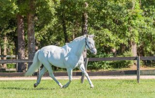 Gallagher is a white Irish sport horse trotting in his field